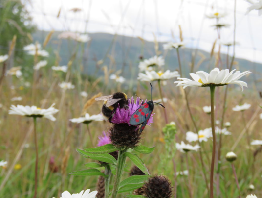 Butterfly and bee on a flower 